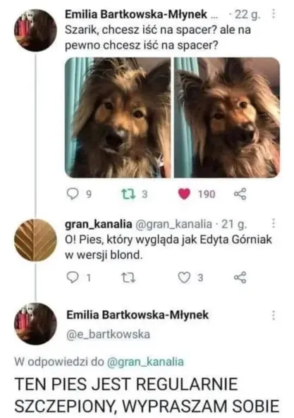 Pies jak Edyta Górniak