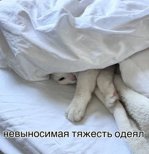 Невыносимая тяжесть одеял