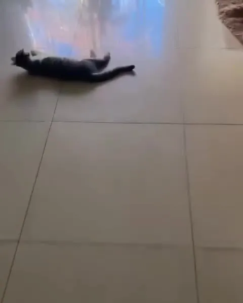 Кот крадётся к хозяину