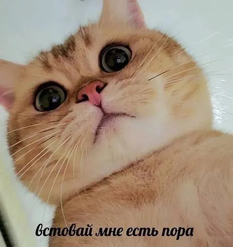 Оставай, мне есть пора