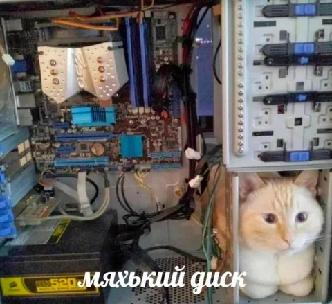 Мяхький диск и кот