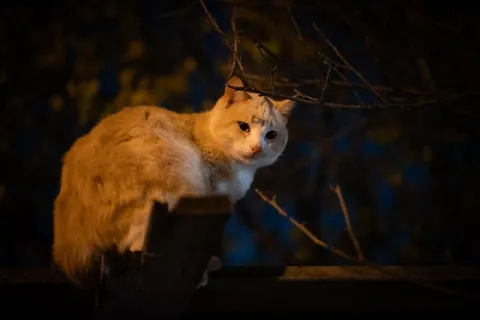 Кот на ветке в темноте
