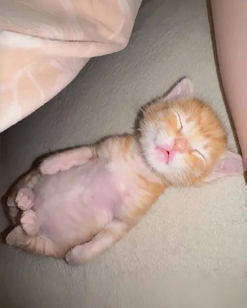 Спящий рыжий котёнок