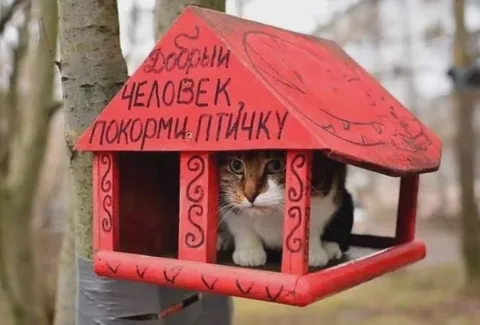 Добрый человек покорми птичку