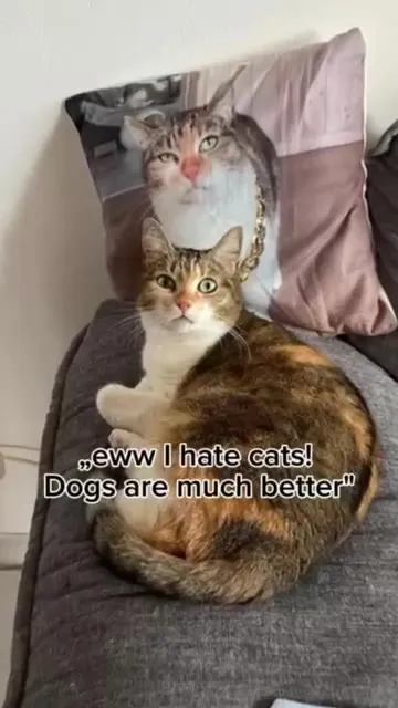 Cats Hate Cats Until the Police