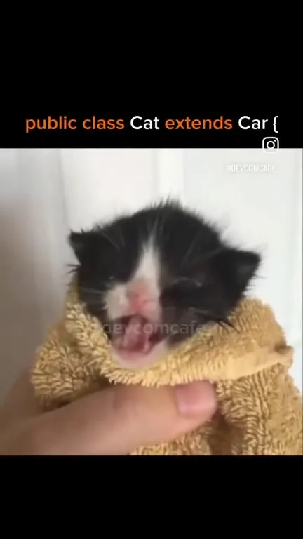 Cat Extends Car