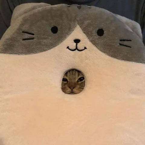 Кот выглядывает из уютного домика