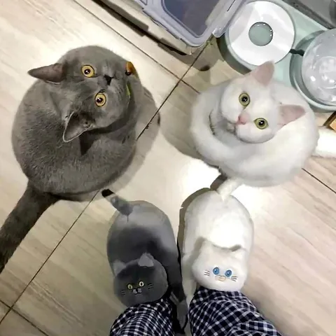Четыре кота смотрят вверх
