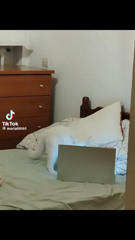 Кот печатает за ноутбуком