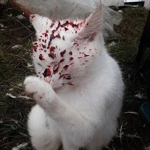 Кот после тяжёлого дня