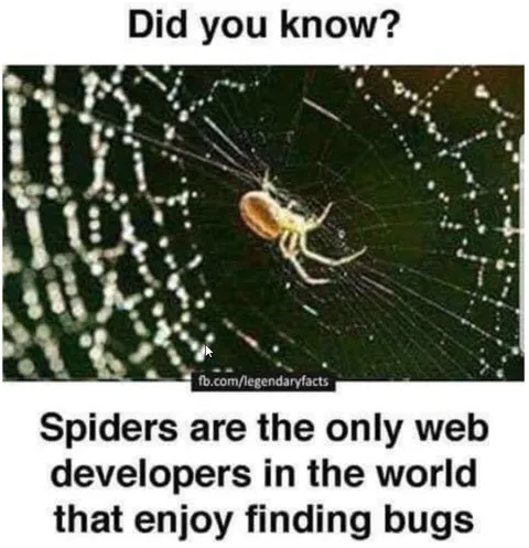 Spiders Enjoy Finding Bugs