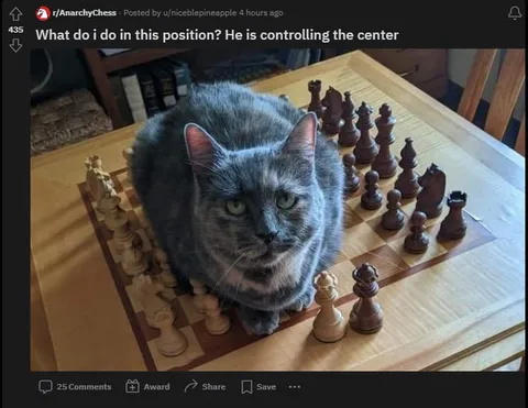 Cat Controlling the Chess Center