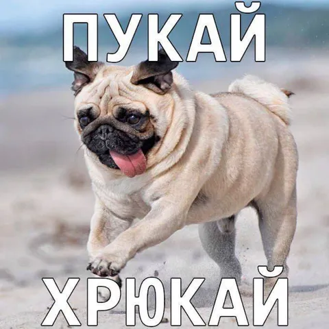 Пускай хрюкай мопс