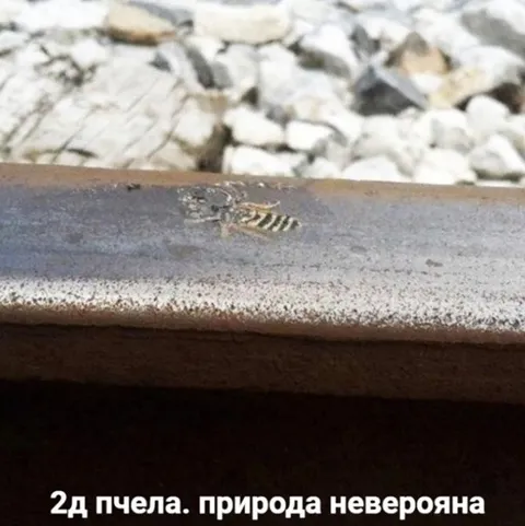 2D пчела на металле