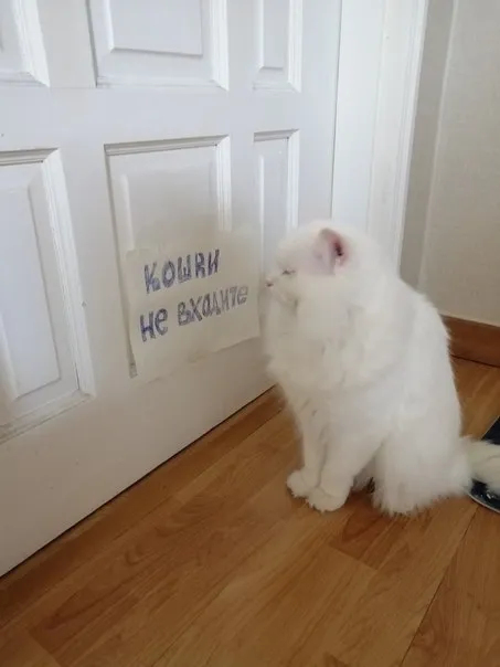 Кошки, не входите
