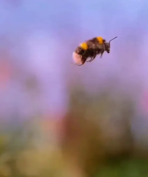 Unstoppable Bee Loses Momentum
