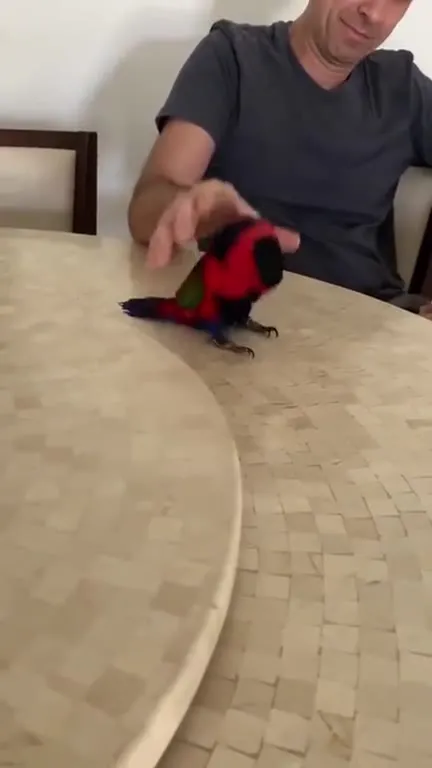 Попугай танцует под Dancin