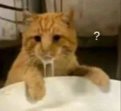Озадаченный кот