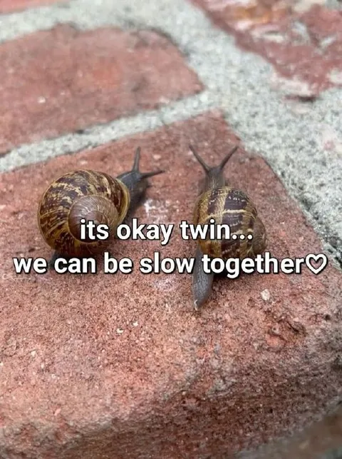 Slow Together Snails