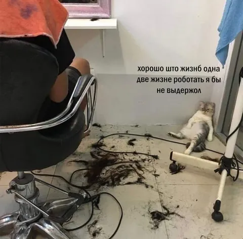 Кот после стрижки в салоне