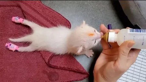 Котёнок в розовых носочках