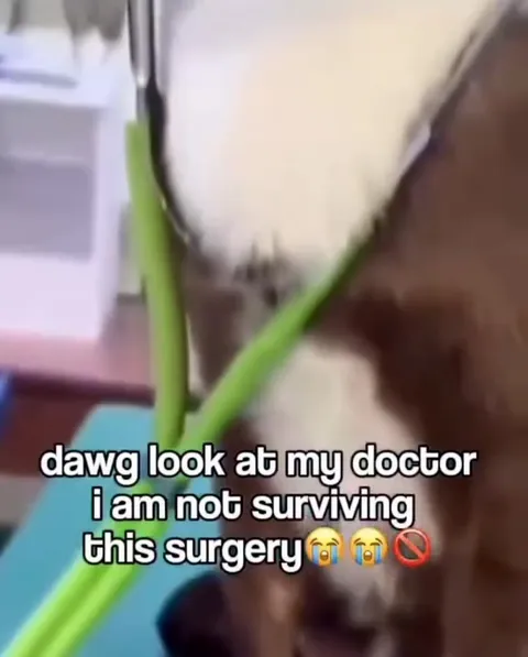 Cat Fears the Surgery
