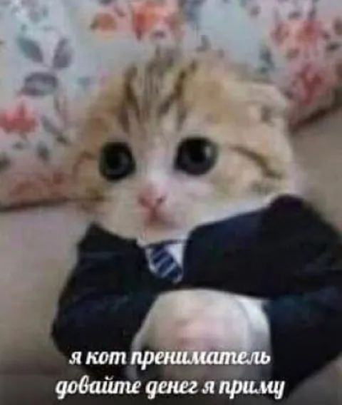 Кот предприниматель просит денег