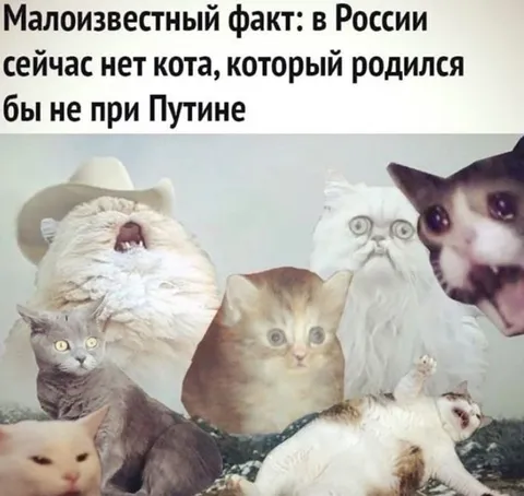 Коты, родившиеся при Путине