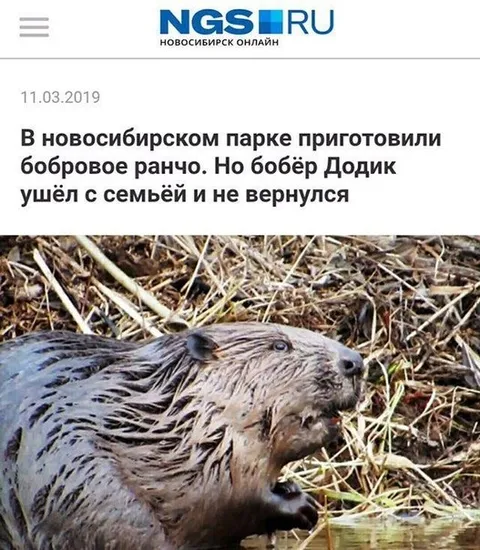 Бобёр Додик ушёл с семьёй