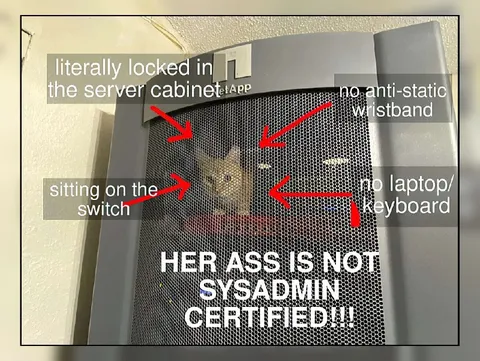 Locked In Server Cabinet Cat
