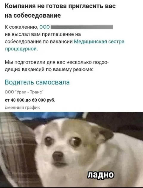 Собака «ладно» после отказа