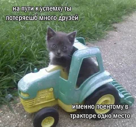 Котёнок на пути к успеху