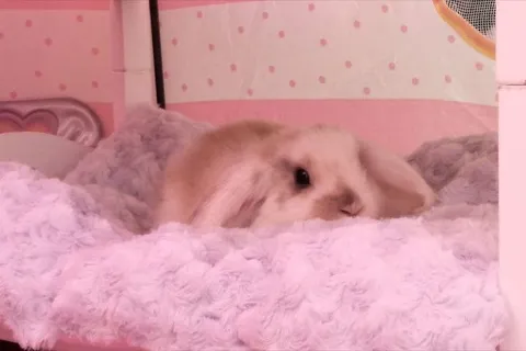Кролик уютно спрятался