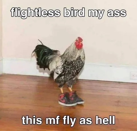 Flightless Bird My Ass