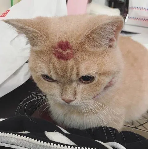 Кот с поцелуем на лбу