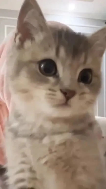 Котик знает, что красивый