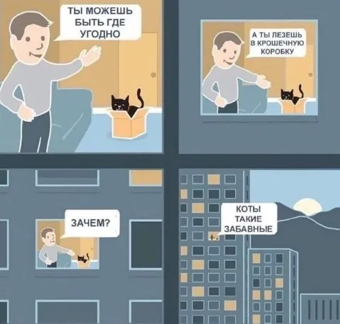 Коты всегда выбирают коробку