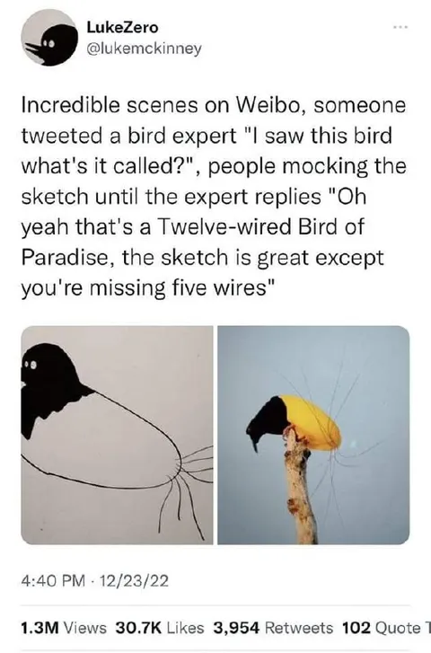 Twelve-Wired Bird Sketch