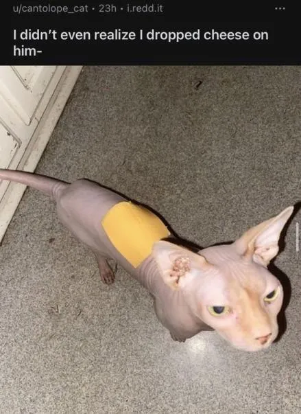 Cheese Dropped on the Cat