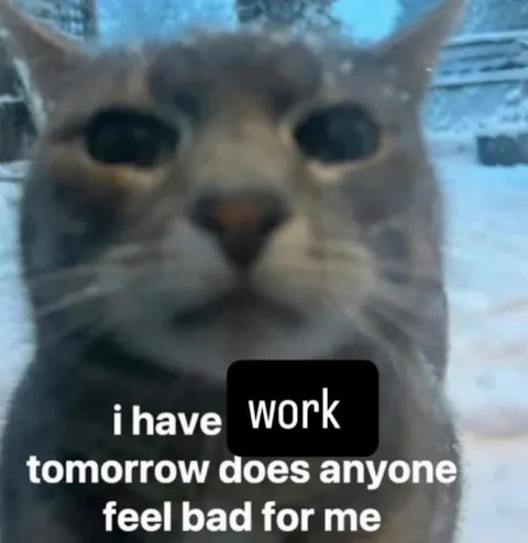 Cat Has Work Tomorrow