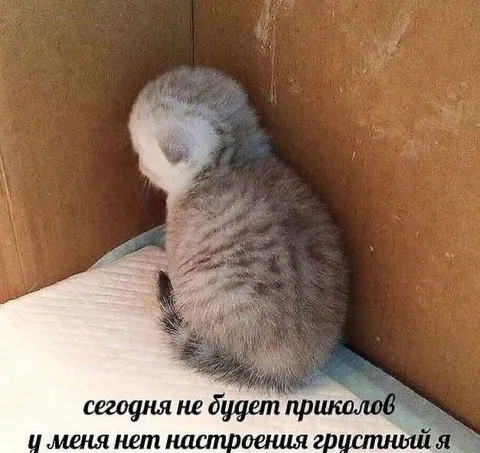 Сегодня не будет приколов