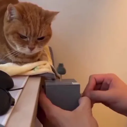 Большой кот и маленький кот