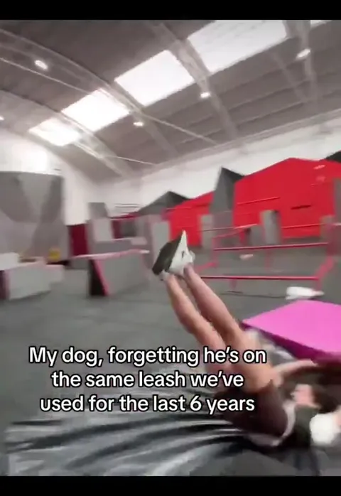 Dog Forgetting the Six-Year Leash
