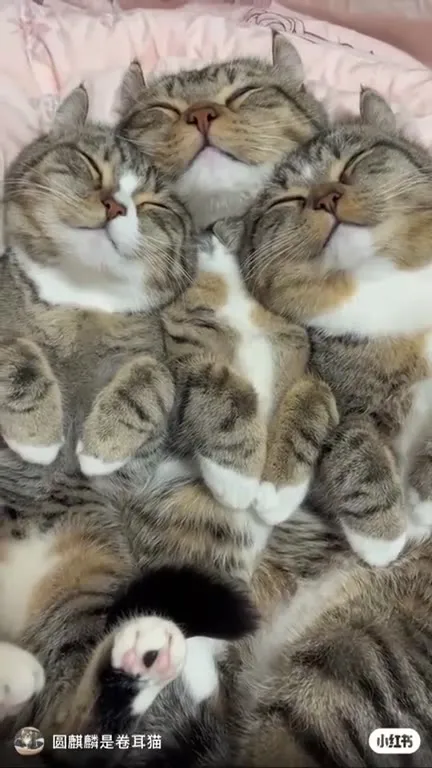 Три сонных кота и лапки