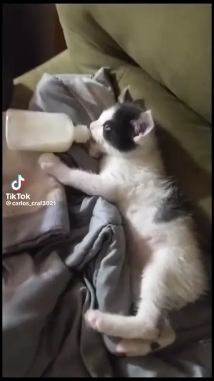 Котёнок смотрит мультик с бутылочкой