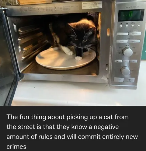 Street Cat Commits New Crimes