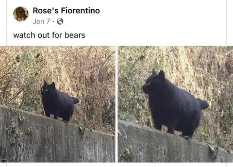 Watch Out for Bears Cat