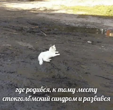 Стокгольмский синдром у кота