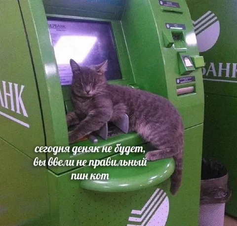 Кот ввёл неправильный ПИН-код