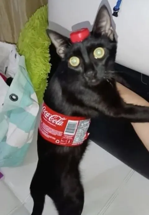 Кот в костюме Coca-Cola